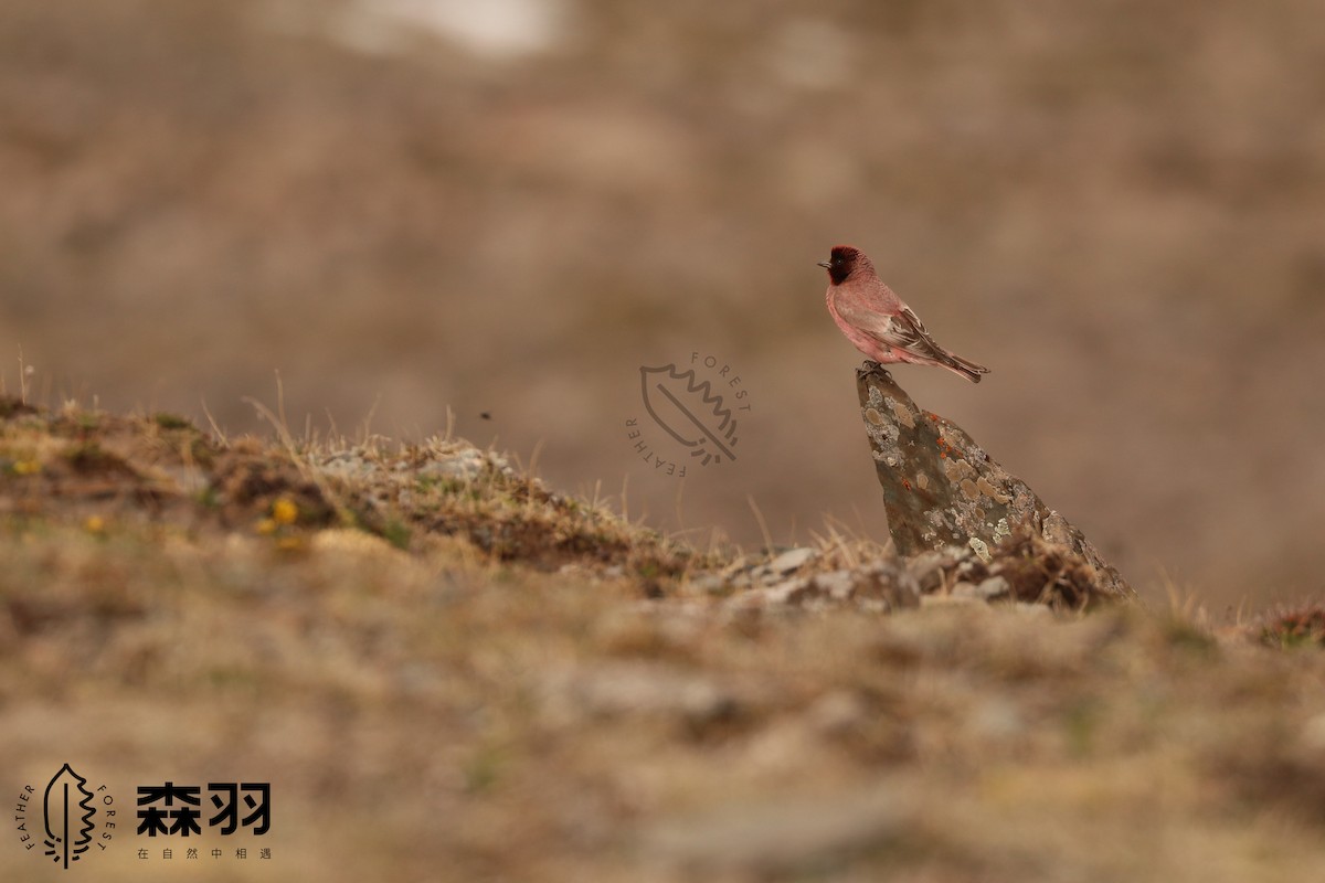 hýl tibetský - ML638413767