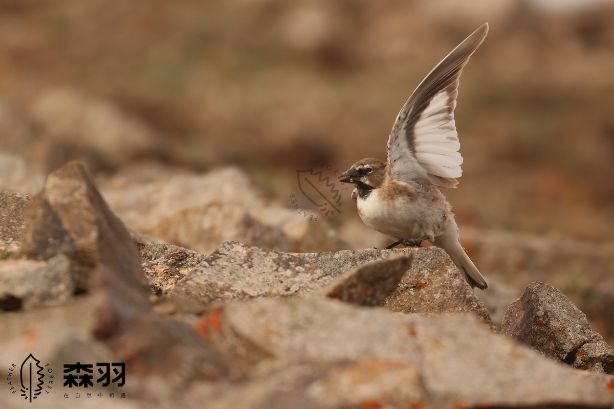pěnkavák tibetský - ML638413769