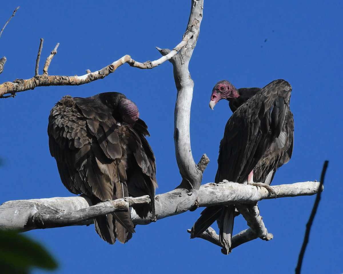 Turkey Vulture - ML638413772