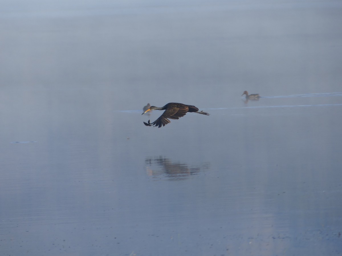 Limpkin - ML638413828