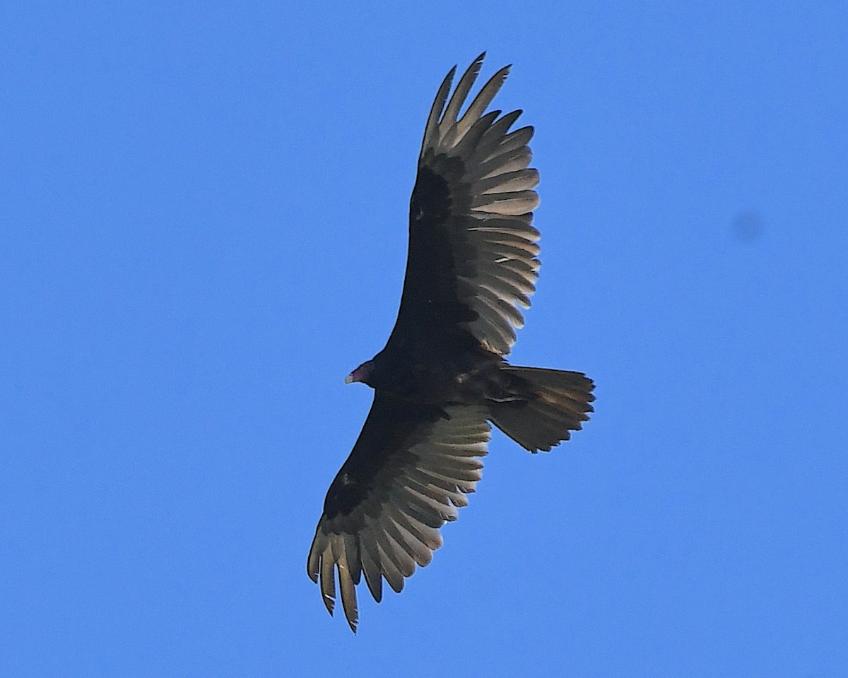 Turkey Vulture - ML638413829