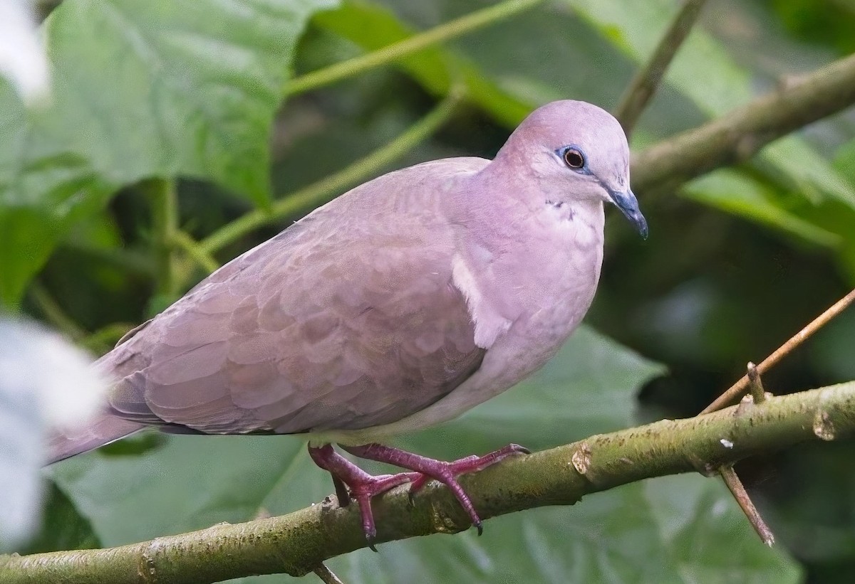 White-tipped Dove (White-tipped) - ML638413849