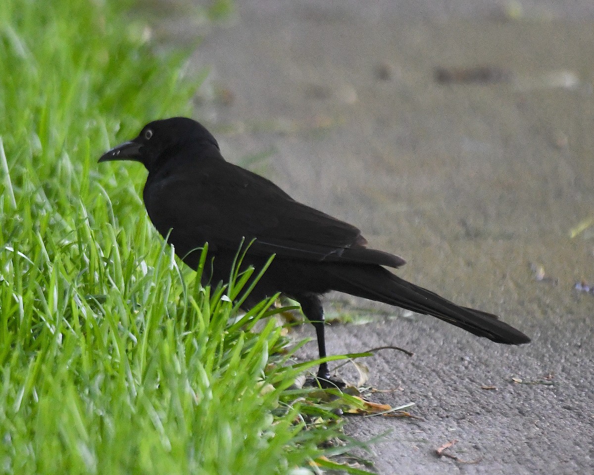 Common Grackle - ML638413868