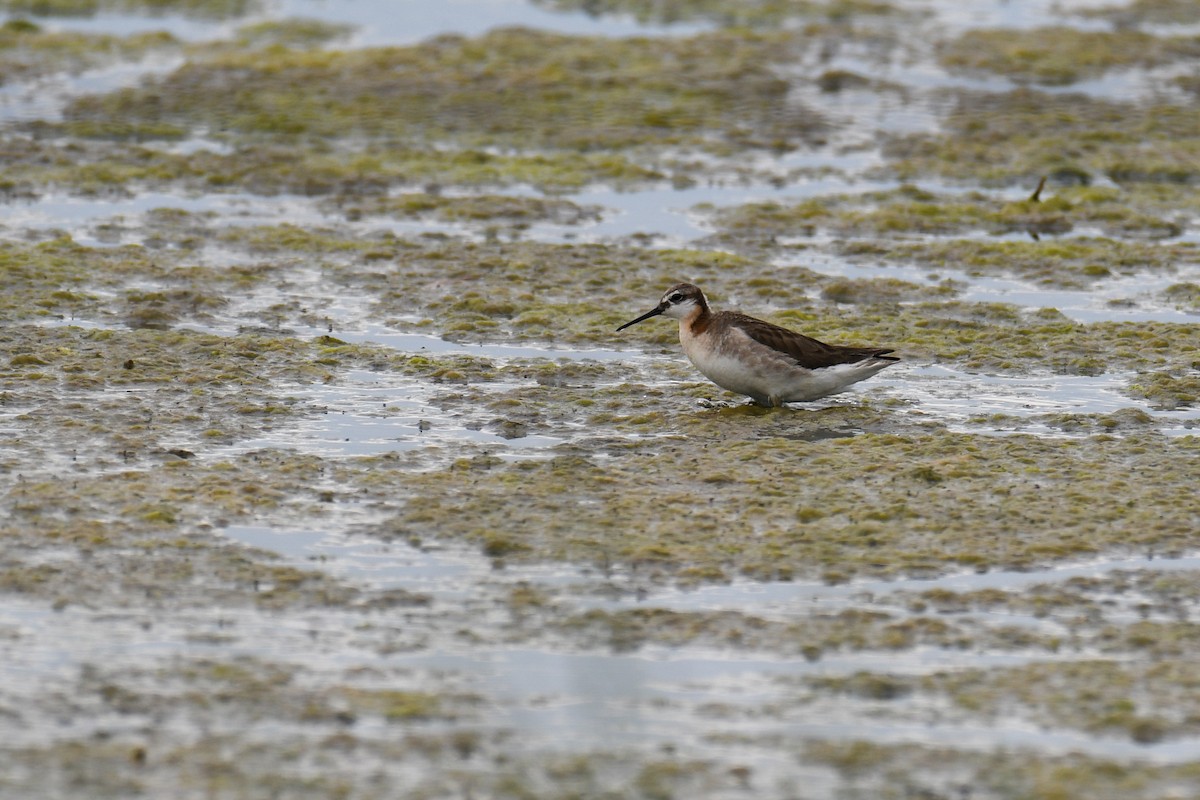 Wilson's Phalarope - ML638413902