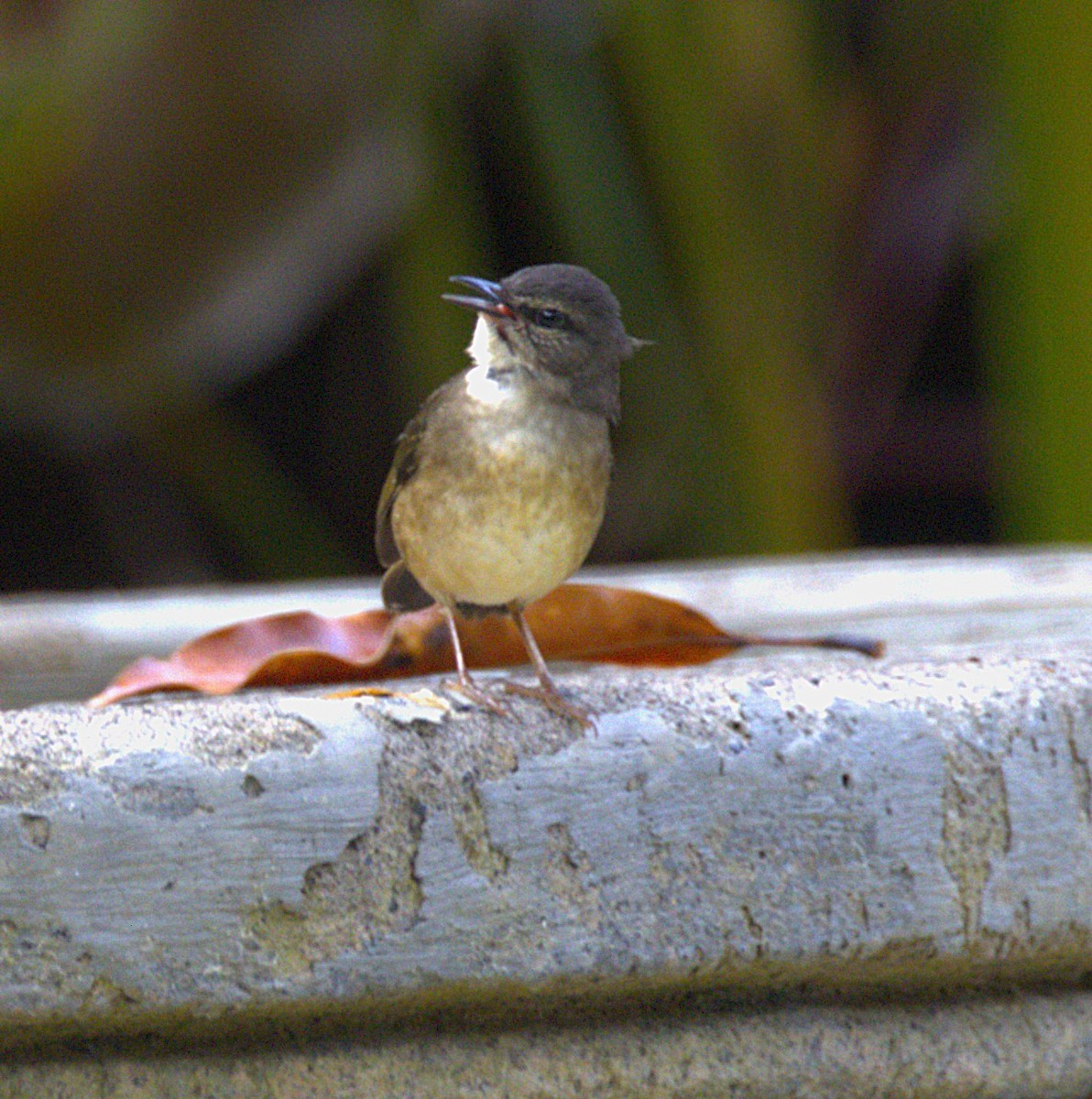 Buff-rumped Warbler - ML638413927