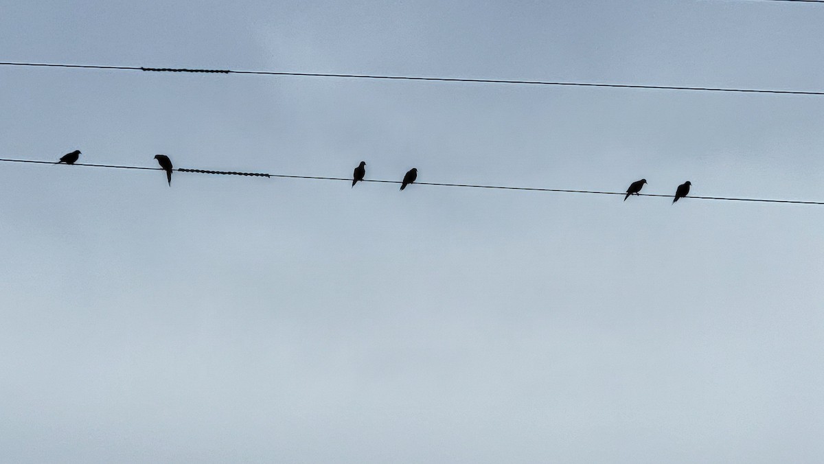 Mourning Dove - ML638413943