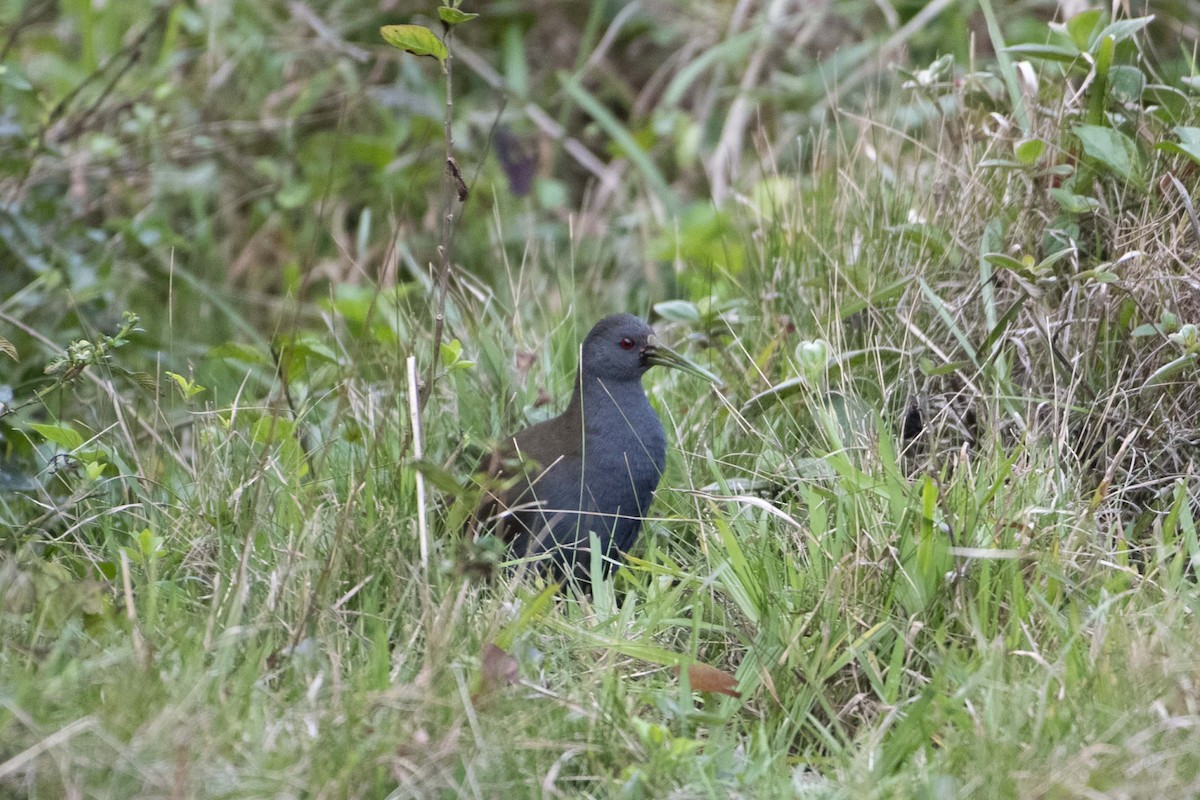 Blackish Rail - ML638413980