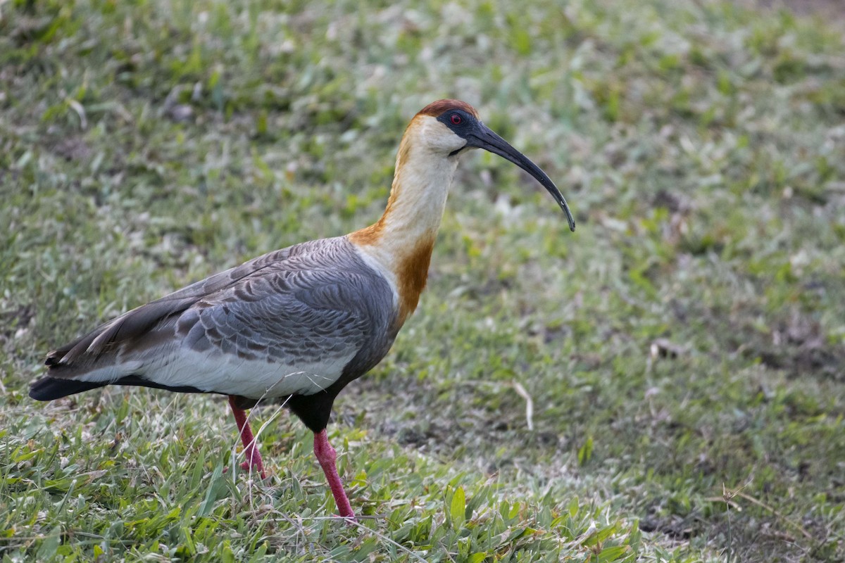 Buff-necked Ibis - ML638413984