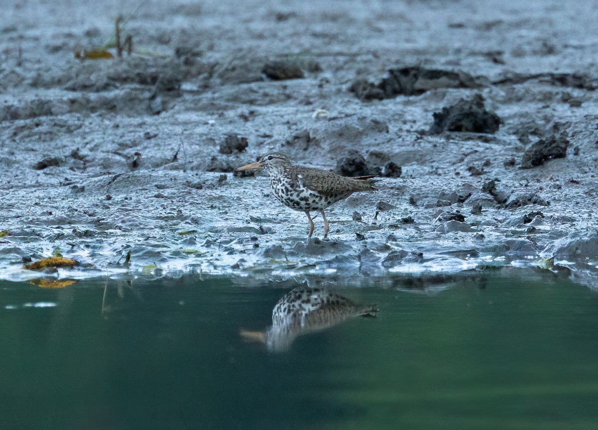 Drosseluferläufer - ML638413988