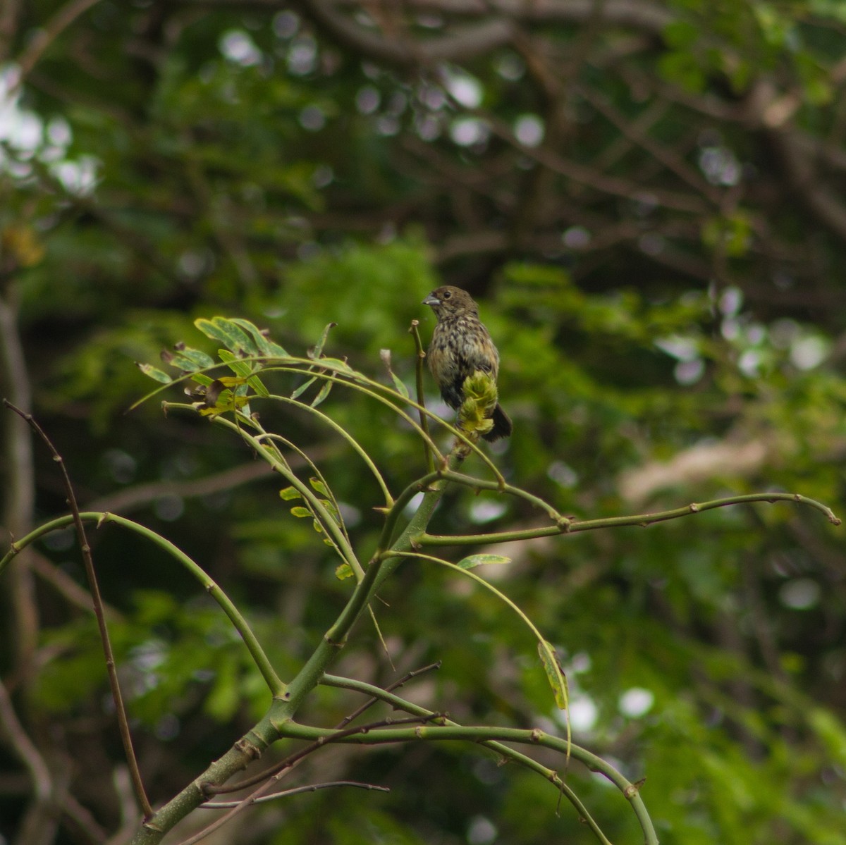 Blue-black Grassquit - ML638413989