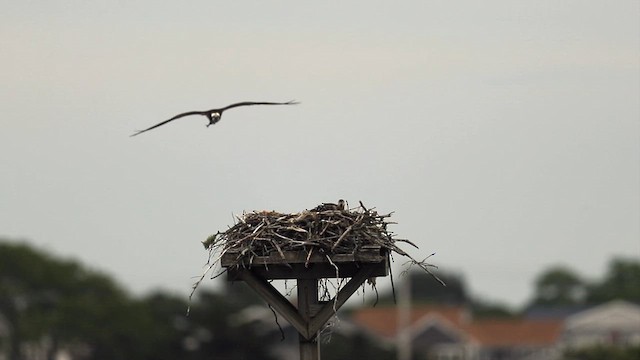 Osprey - ML638414041