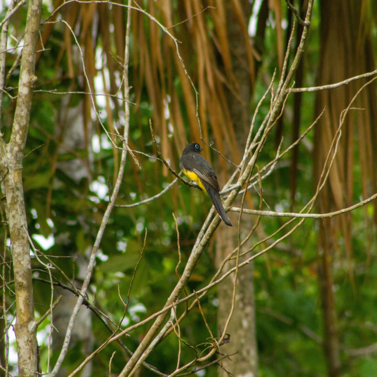 Black-headed Trogon - ML638414064
