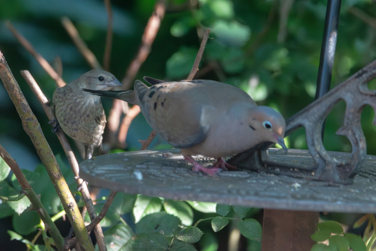 Mourning Dove - ML638414086