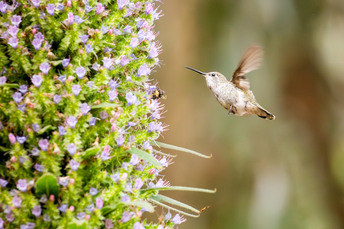 Anna's Hummingbird - ML638414125