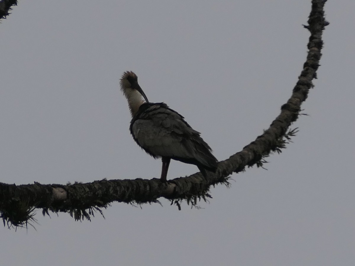 Buff-necked Ibis - ML638414126