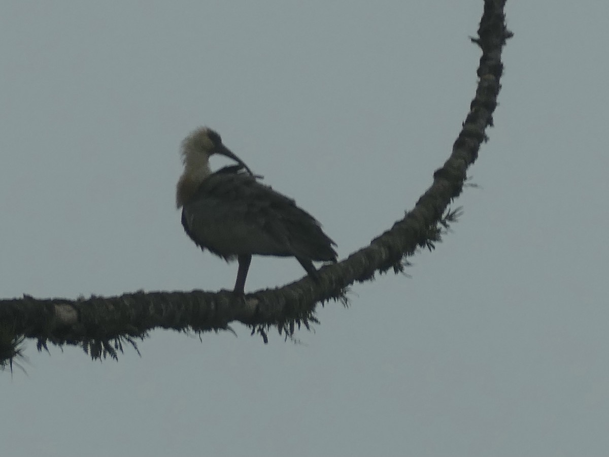 Buff-necked Ibis - ML638414127