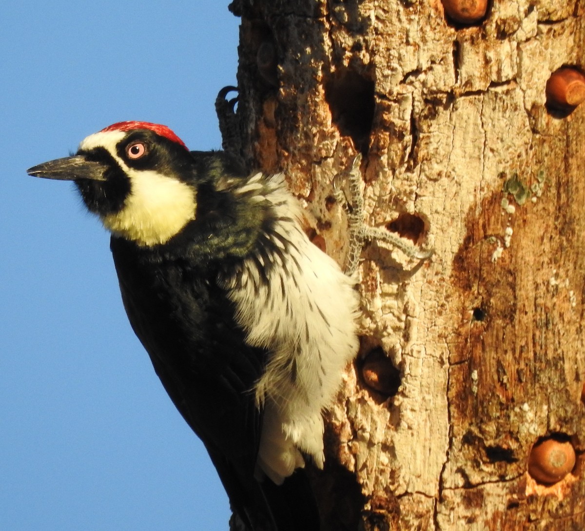Acorn Woodpecker - ML638414135