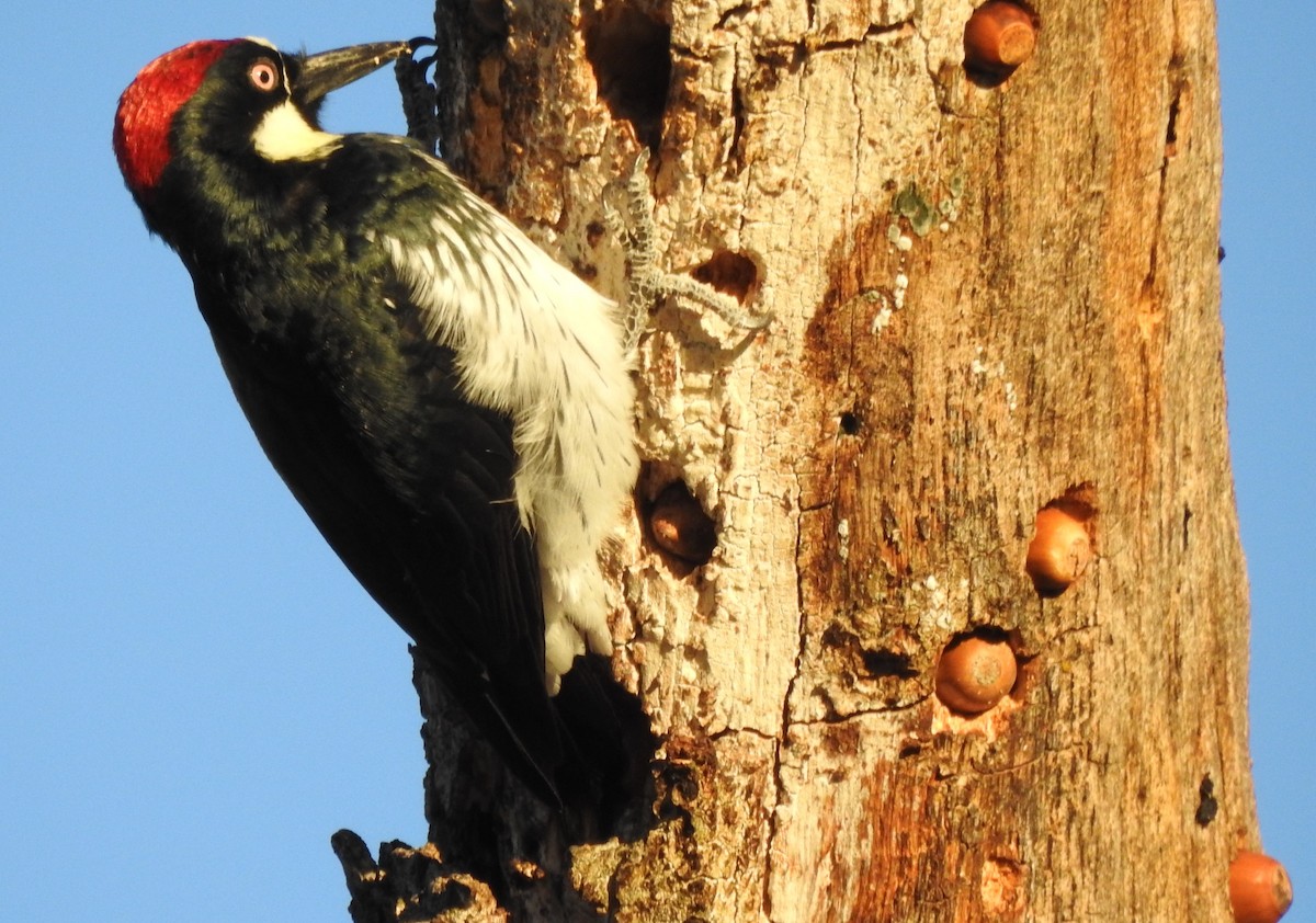 Acorn Woodpecker - ML638414140