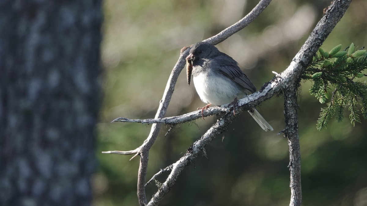 Dark-eyed Junco - ML638414143