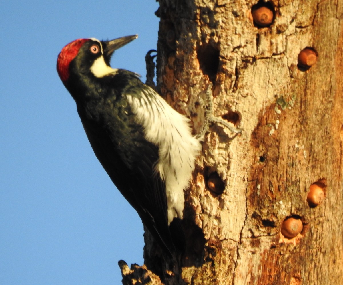 Acorn Woodpecker - ML638414144