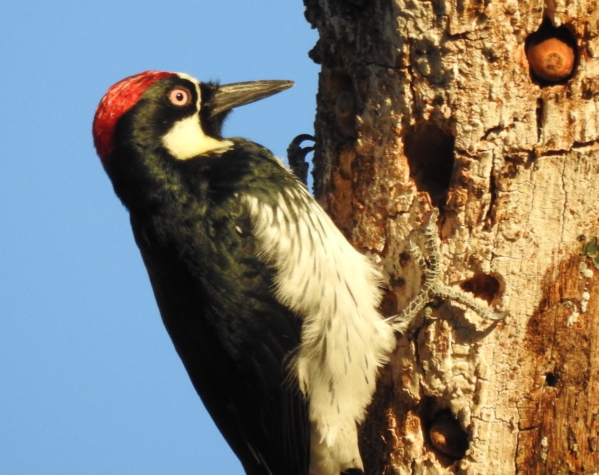 Acorn Woodpecker - ML638414145
