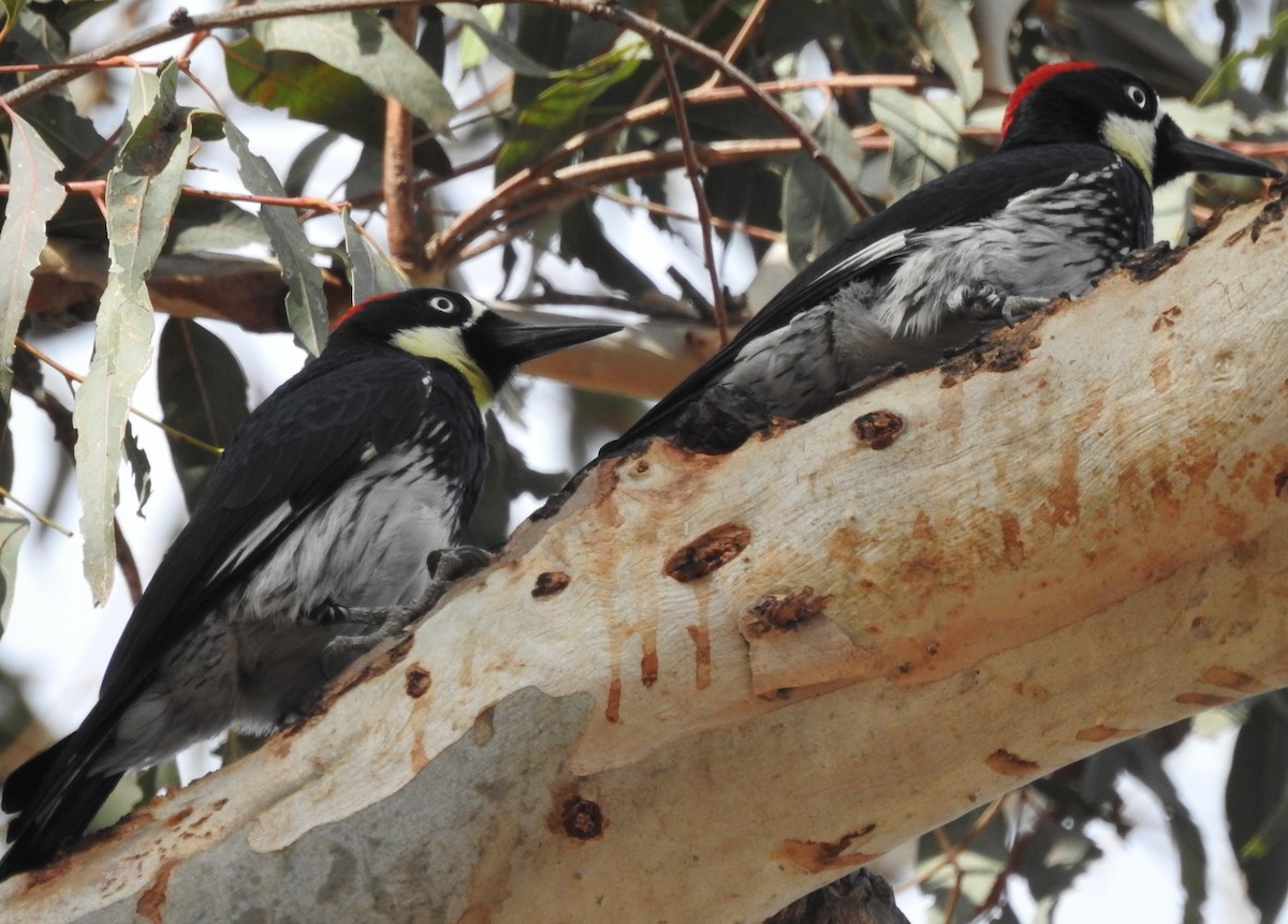 Acorn Woodpecker - ML638414177