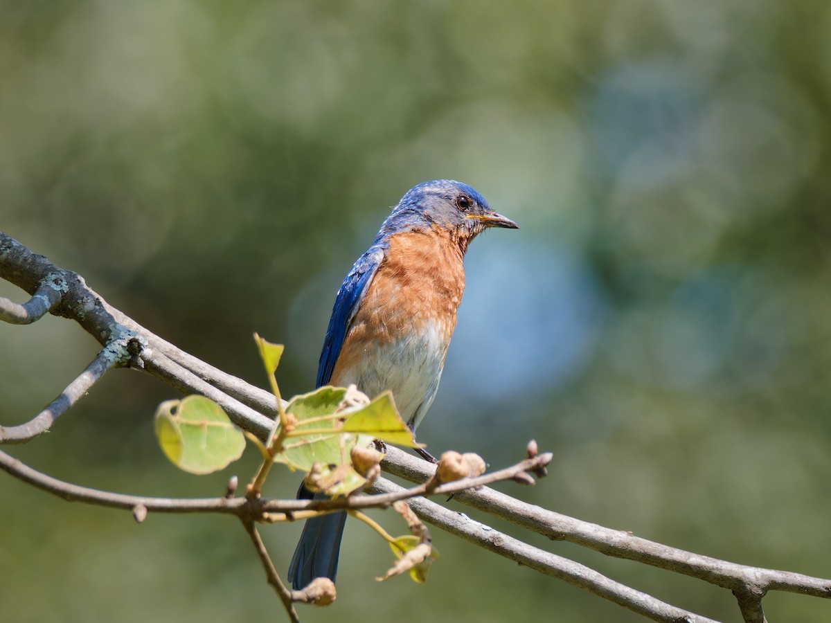 Eastern Bluebird - ML638414182