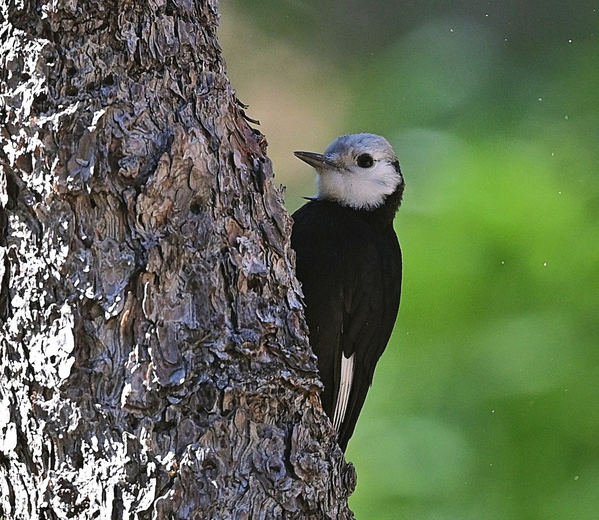 White-headed Woodpecker - ML638414183