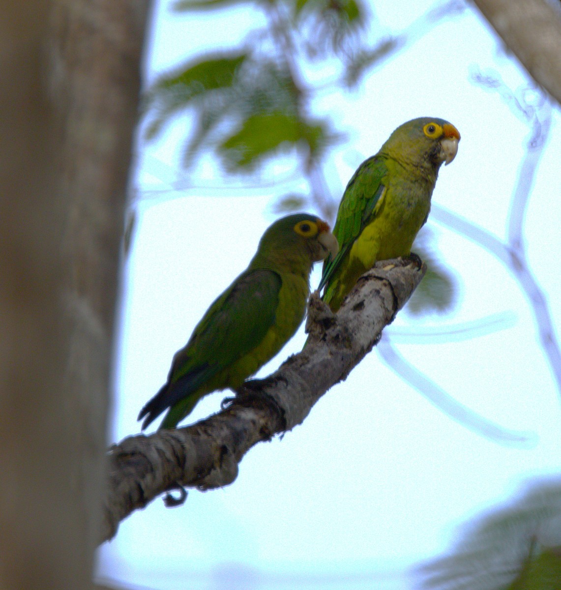 メキシコインコ - ML638414200