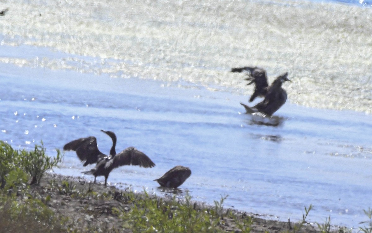 Cormorán Orejudo - ML638414204
