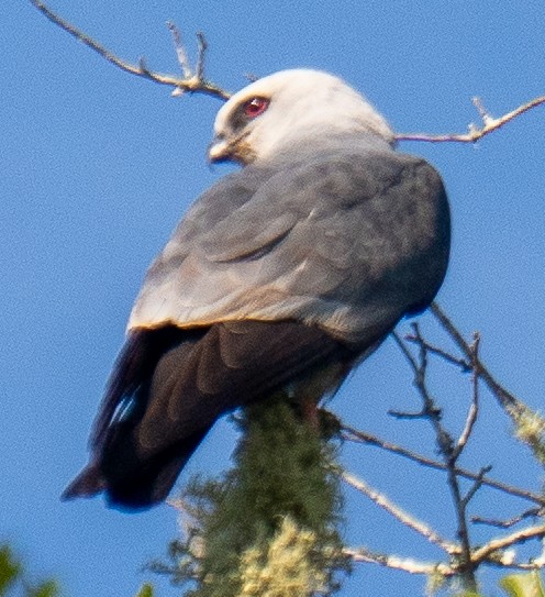 Mississippi Kite - ML638414209