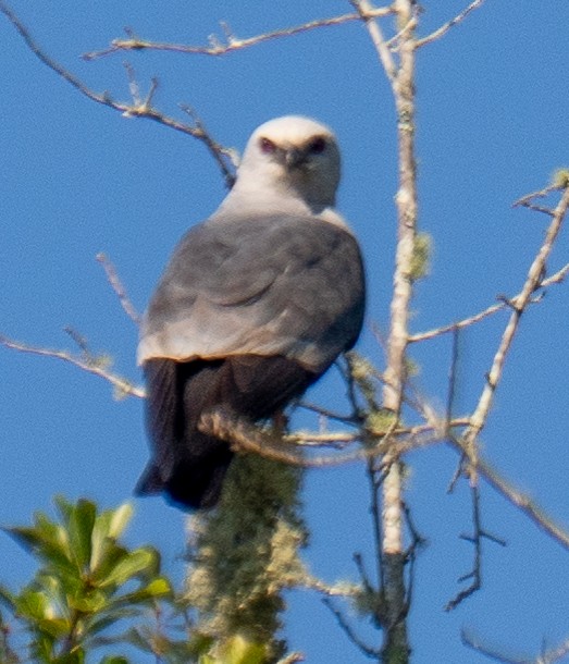 Mississippi Kite - ML638414211