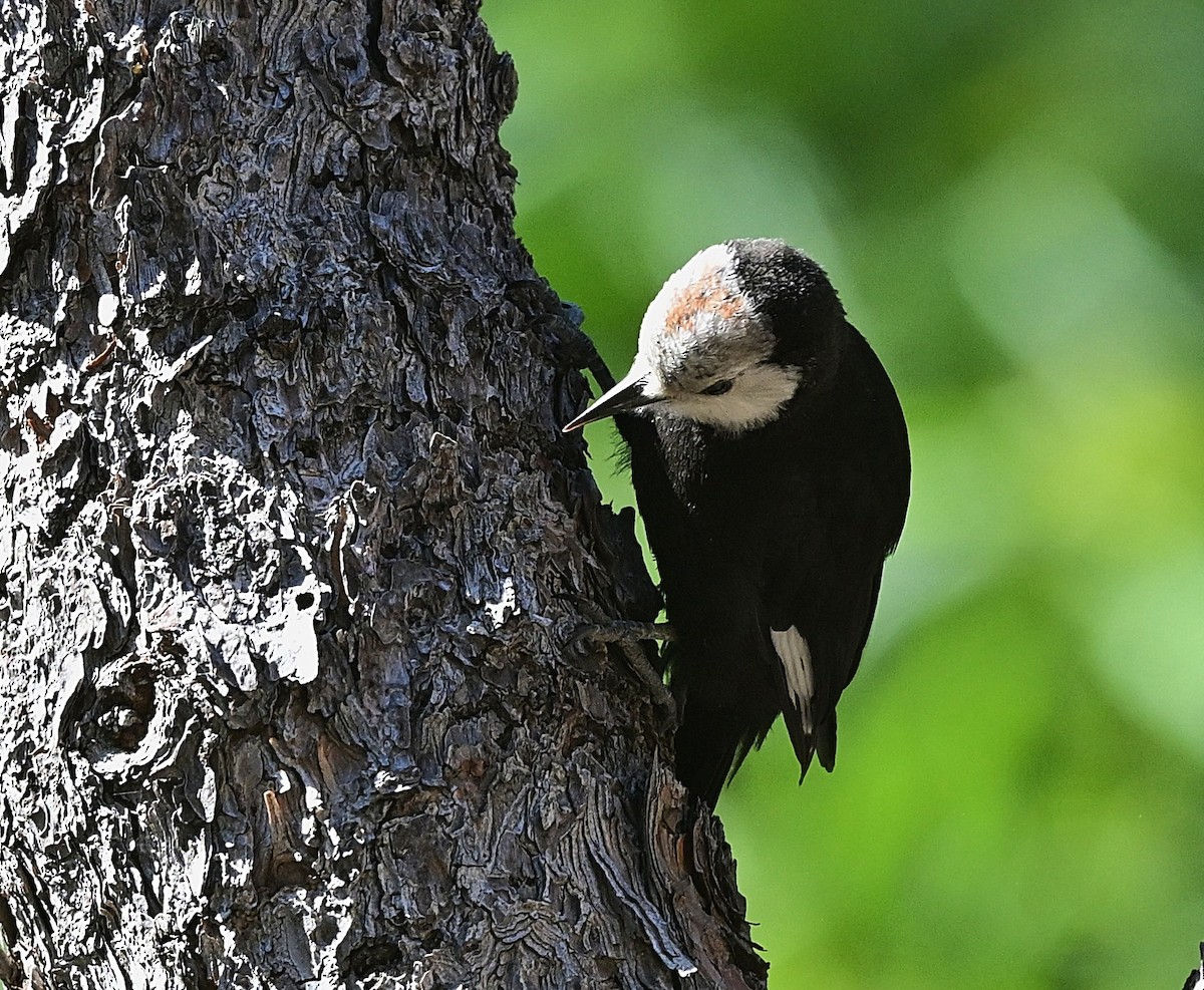 White-headed Woodpecker - ML638414214