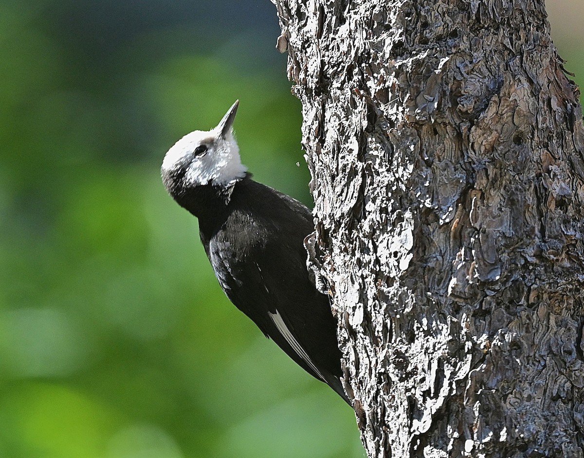White-headed Woodpecker - ML638414224