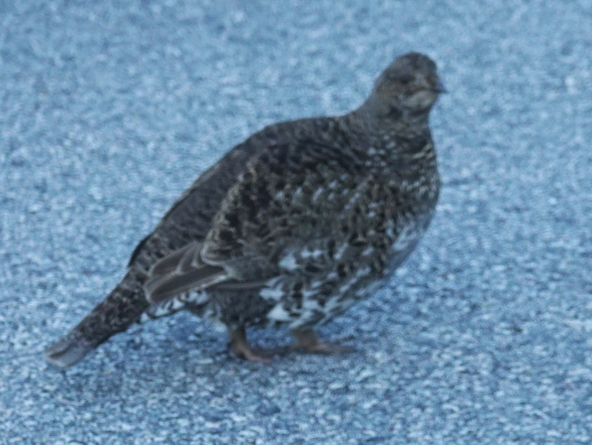 Dusky Grouse - ML638414225