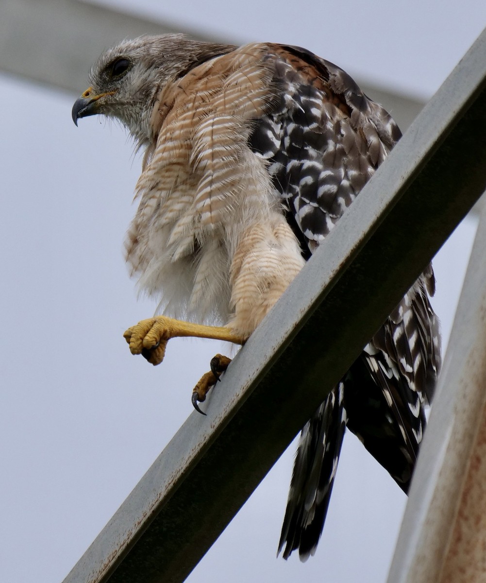 Red-shouldered Hawk - ML638414263