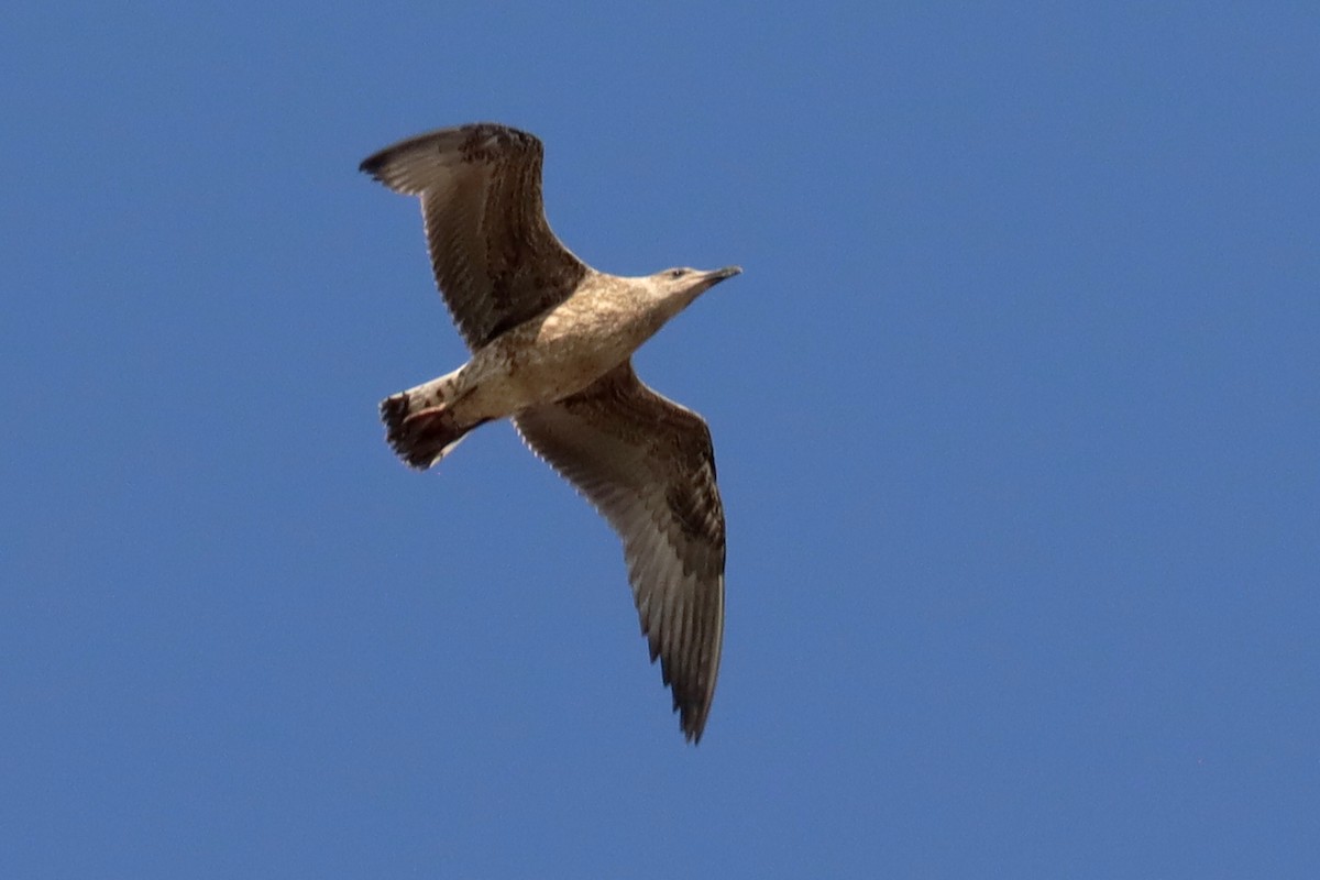 Yellow-legged Gull - ML638414336