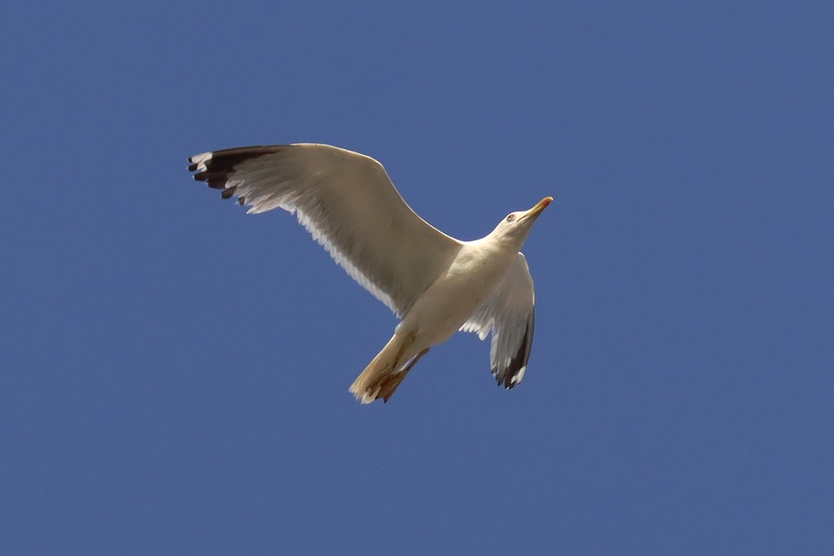 Yellow-legged Gull - ML638414337