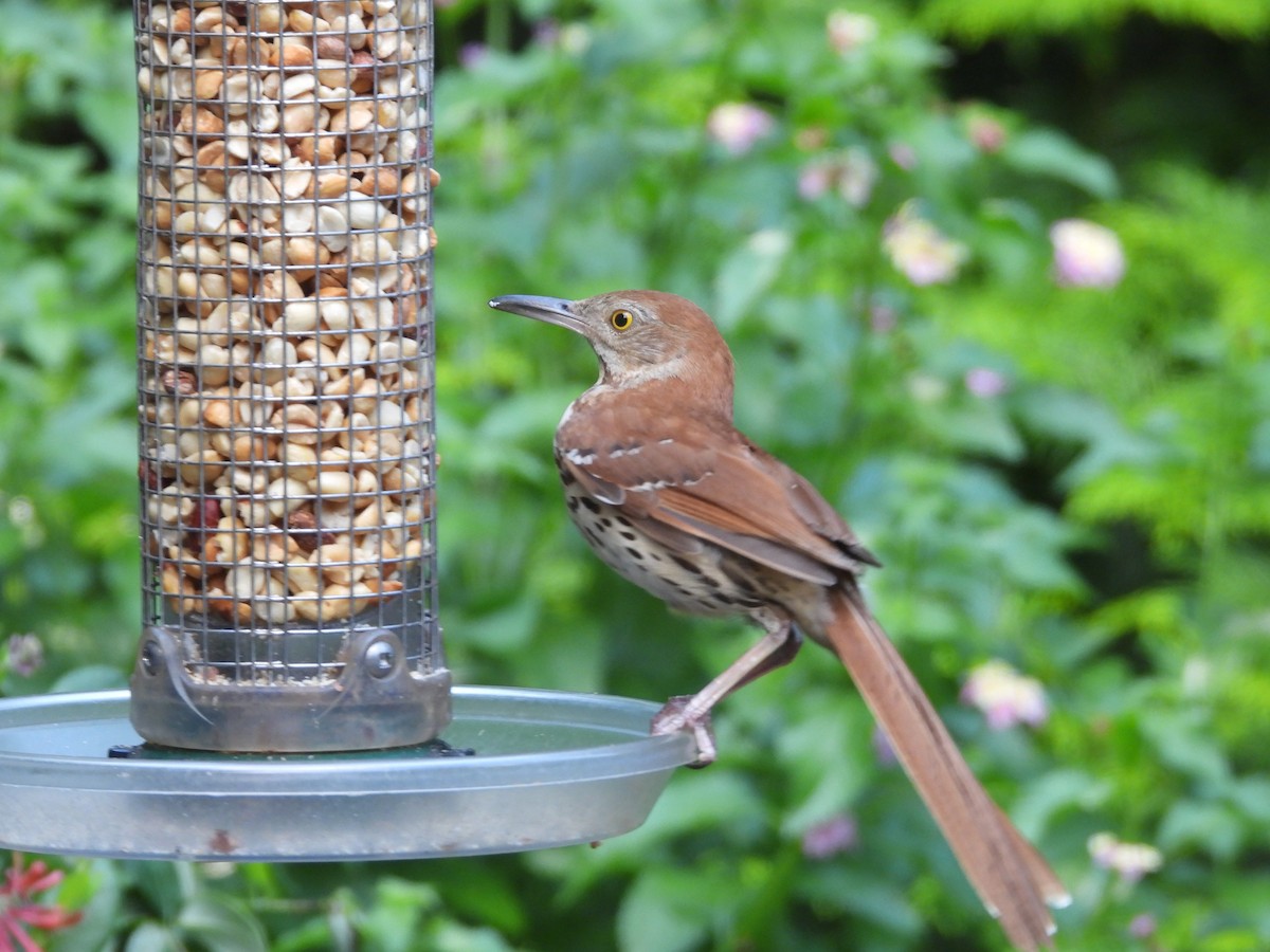 Brown Thrasher - ML638414388