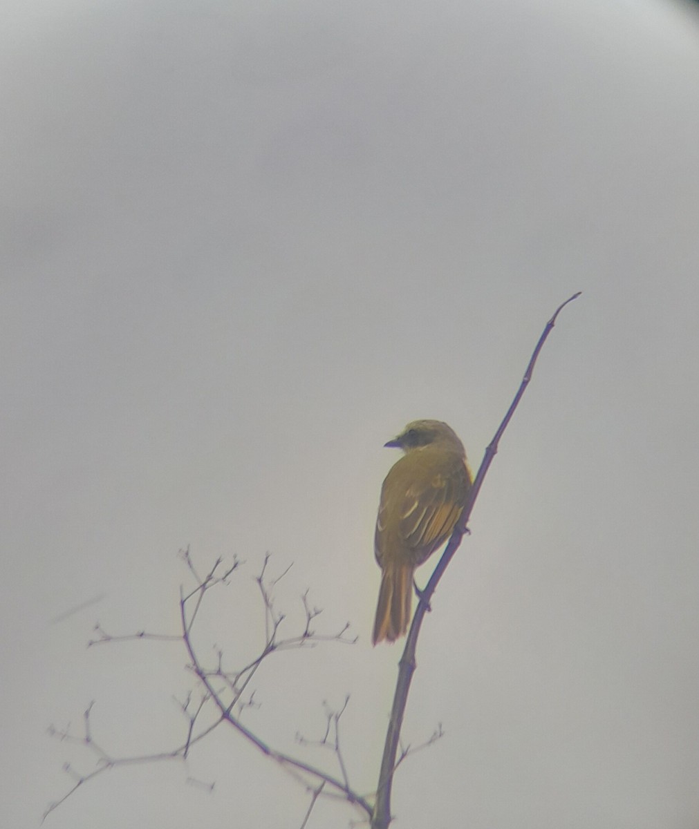 Gray-capped Flycatcher - ML638414435