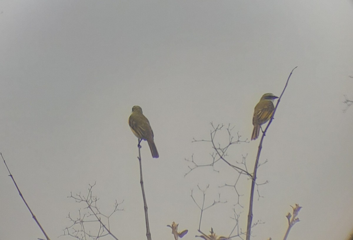 Gray-capped Flycatcher - ML638414436