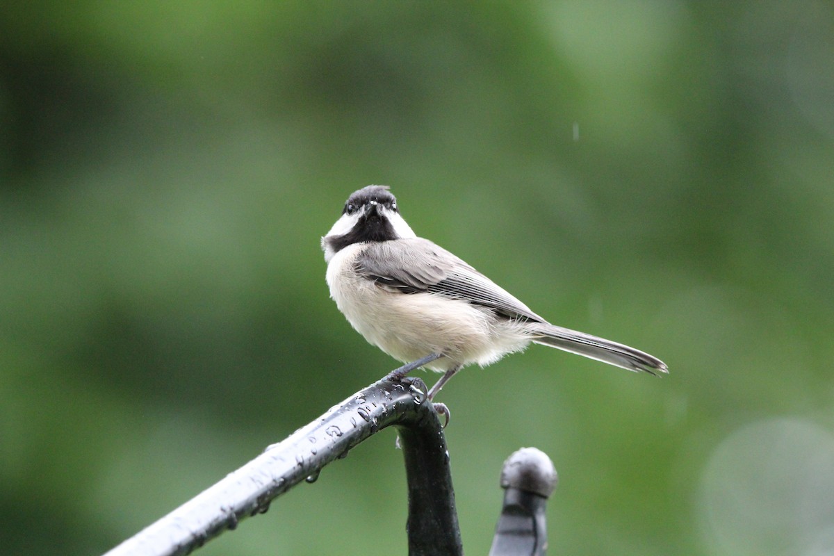 Carolina Chickadee - ML638414478