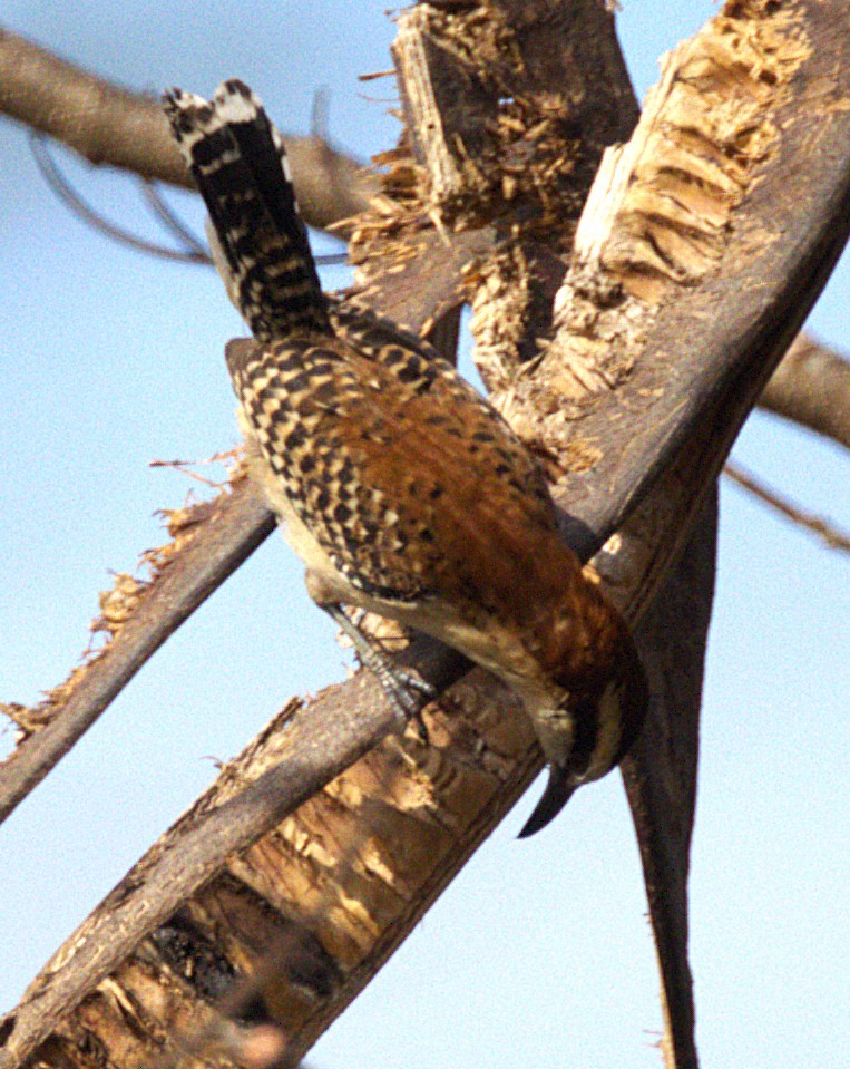 Rufous-backed Wren - ML638414479
