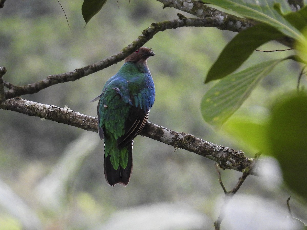 Crested Quetzal - ML638414483