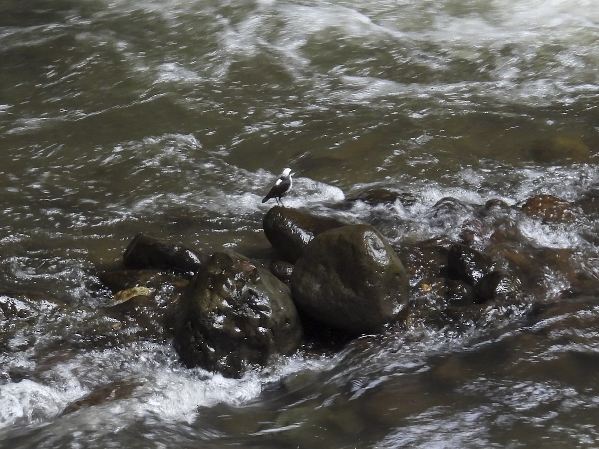 White-capped Dipper (White-bellied) - ML638414488