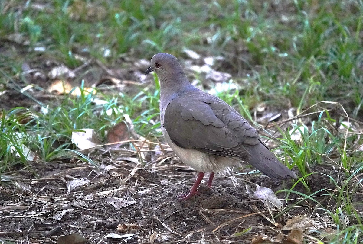 White-tipped Dove - ML638414522