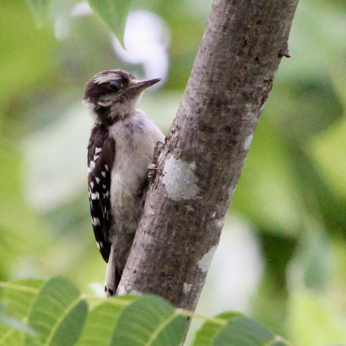 Downy Woodpecker - ML638414531