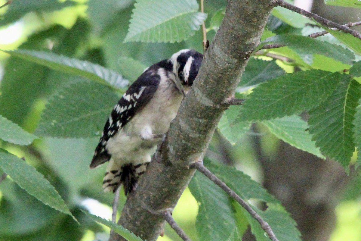 Downy Woodpecker - ML638414532