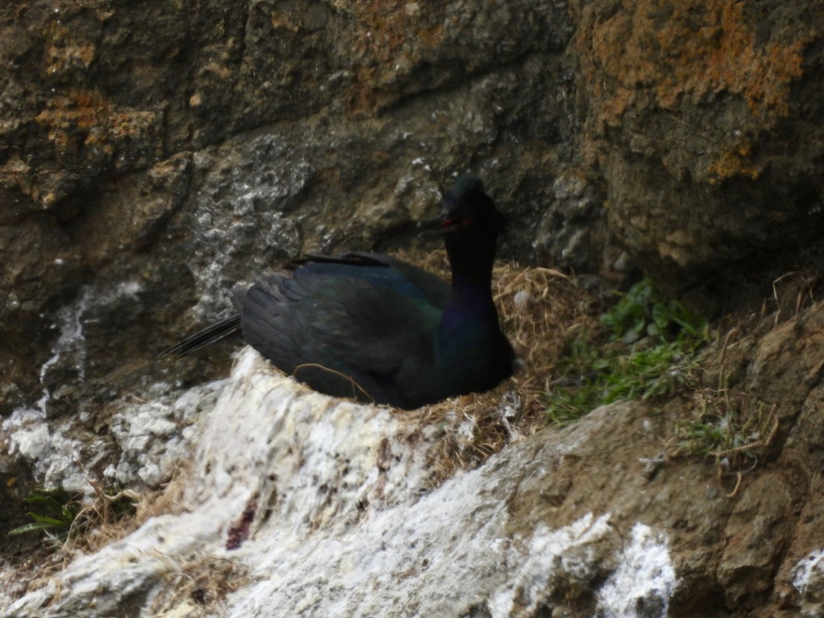 Pelagic Cormorant - ML638414598