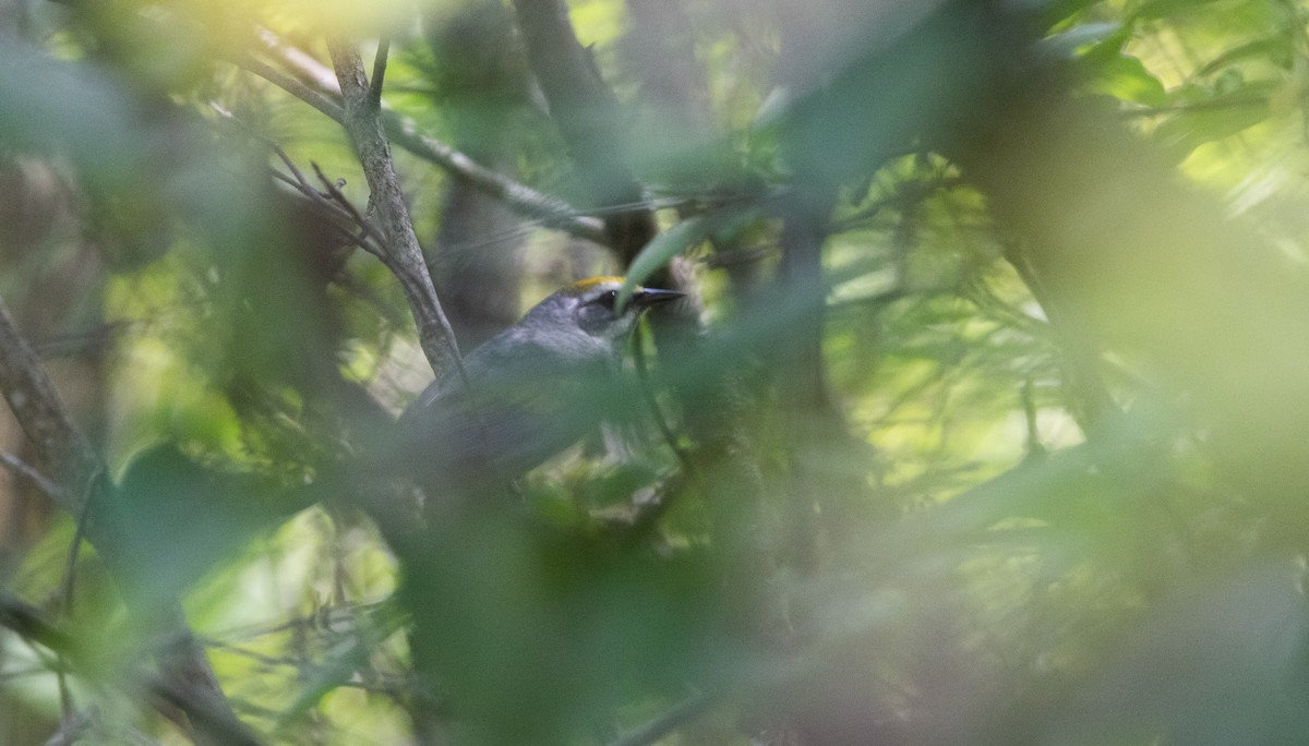 Golden-winged Warbler - ML638414607